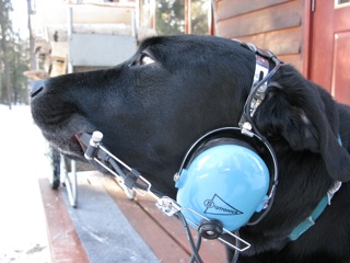 I can teach my black labrador retriever Bernt most anything . . . but he still has some difficulty talking on the radio.