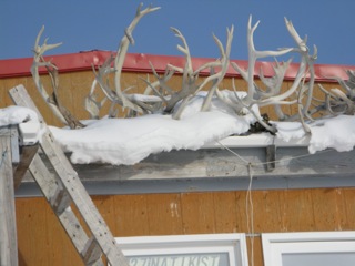 A collection of caribou antlers on top of a Cambridge Bay home.