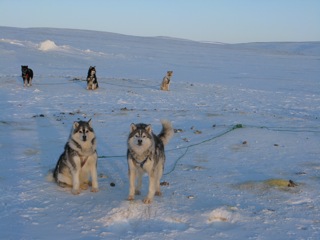 Huskies, each wearing their harnesses, are attached by their tow lines to a central point.