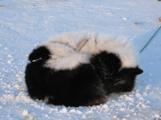 Well furred dog curled up for the cold and wind. Dog houses are optional.