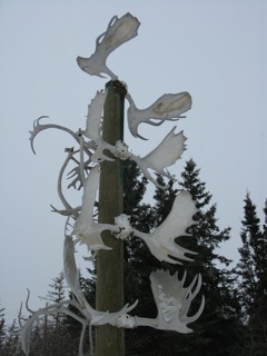 Display of moose and caribou antlers exemplify types of big game in the Old Crow, Yukon Territory vicinity.