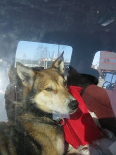 A sled dog, after a long day of racing