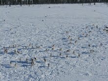 A herd of caribou out in the open on the lake ice - an area of better visibility for protection against wolves.