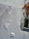 Wolf tracks in the snow under the tail of my airplane