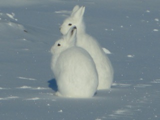 Two arctic hares in a quiet pose near Eureka Weather Station.
