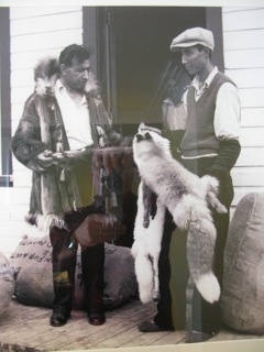  Fur trapping has traditionally been a way of life in the Far North for both Natives and Non Natives