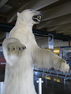 Also in the middle of the lobby is a full sized polar bear mount.  The Inuit name for the polar bear is 