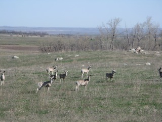 Small herd of mule deer (note the big ears) on the North Dakota prairie.
