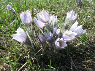 Pasque flowers - or 