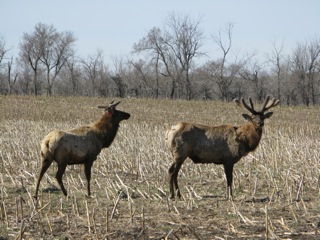 Elk - shedding their winter coat - are raised privately for meat and antler.