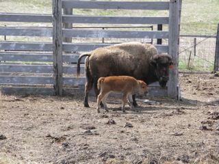 Bison - a lean meat - is popular among health conscious consumers.  In former times, millions of bison roamed the prairies.