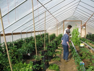 John Dart, owner of the greenhouse - and Damaris Mortvedt - peruse some of the strawberry and cucumber plants.