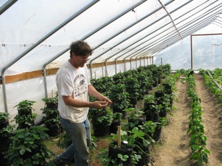 John Dart - a farmer at heart - offers guests fresh home grown strawberries. 