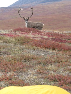A nice bull caribou 20 yards from Art's tent in the northern Brooks Range